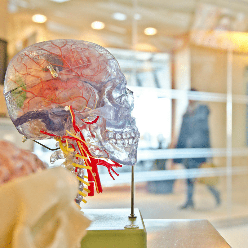Medical model of a human brain